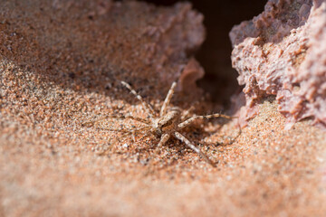 Spider in the desert, most probable wolf spider, United Arab Emirates, Middle East, Arabian Peninsula