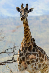 Giraffe in the wild, KwaZulu-Natal, South Africa, Africa, wildlife observation 