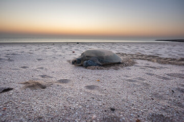 Exhausted Sea turtle after nesting and trying to back to the sea before sunrise and weather becoming to hot,  Ras Al Hadd, Sultanate of Oman, Middle East