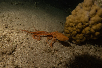 Octopus king of camouflage in the Red Sea, Eilat Israel 
