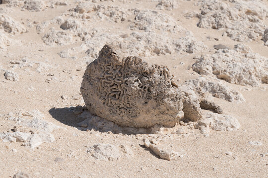 Coral fossils found in the Sultanate of Oman, Middle East 