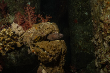 Moray eel Mooray lycodontis undulatus in the Red Sea, Eilat Israel
