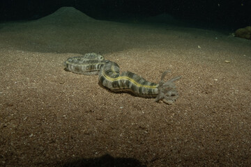 Banded snake eel (Myrichthys colubrinus) in the Red Sea Eilat Israel

