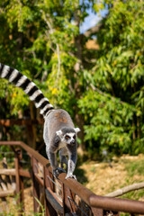 Fototapeta premium Lemur at tree