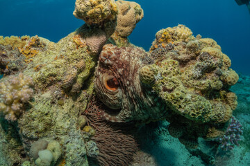 Octopus king of camouflage in the Red Sea, Eilat Israel 
