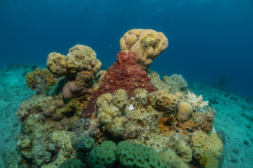 Octopus king of camouflage in the Red Sea, Eilat Israel 
