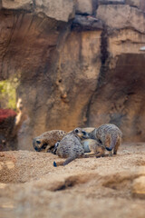 meerkat group