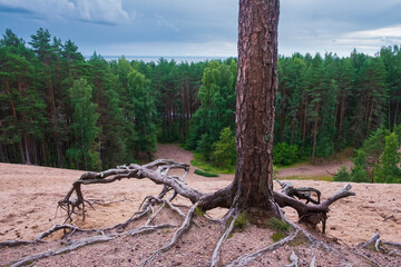 A pine tree with bare bizarre roots on a sand dune overlooking the forest and the sea.