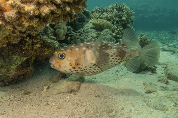 Fish swimming in the Red Sea, colorful fish, Eilat Israel
