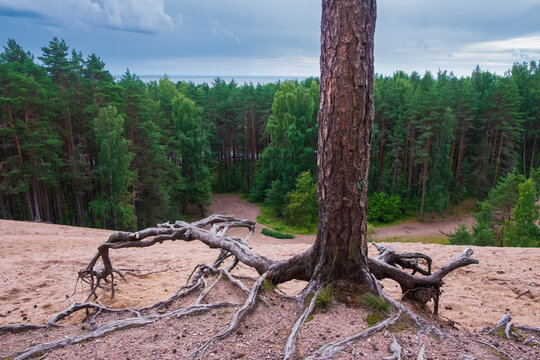 A Pine Tree With Bare Bizarre Roots On A Sand Dune Overlooking The Forest And The Sea.