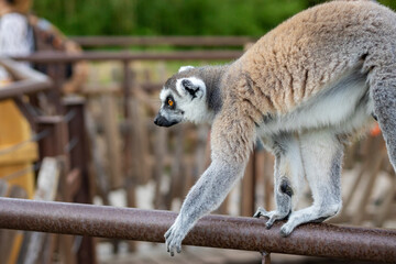 lemure allo zoo