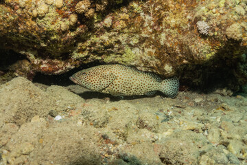 Fish swimming in the Red Sea, colorful fish, Eilat Israel
