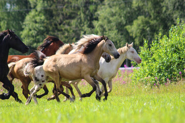 horses run in the meadow