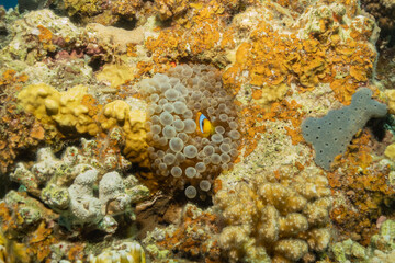 Coral reef and water plants in the Red Sea, Eilat Israel
