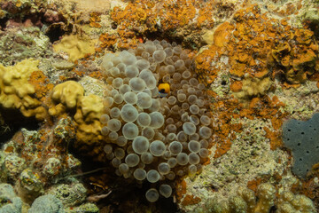 Coral reef and water plants in the Red Sea, Eilat Israel
