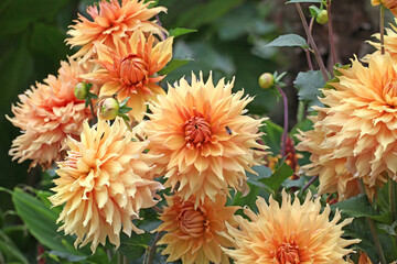Dahlia 'Hamari Gold' in flower.