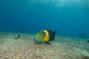 Fish swimming in the Red Sea, colorful fish, Eilat Israel

