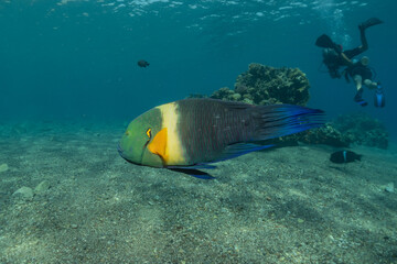 Fish swimming in the Red Sea, colorful fish, Eilat Israel
