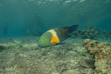 Fish swimming in the Red Sea, colorful fish, Eilat Israel
