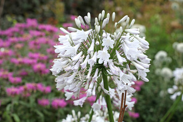 African lily 'Windsor Grey' in flower.