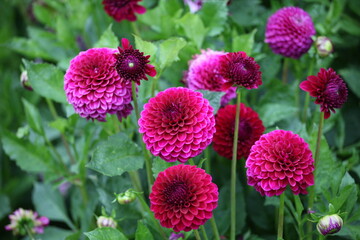Dahlia 'Blyton Royal Velvet' in flower
