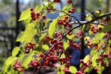 red berries on a branch