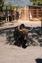 Animals at ZOO (bufalo)