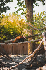 Animals at ZOO (Red Panda)