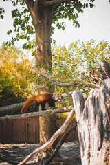 Animals at ZOO (Red Panda)