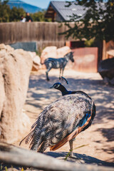Animals at ZOO (peacock)