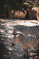 Animals at ZOO (Zebra)