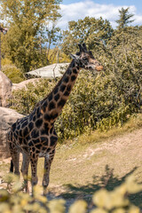 Animals at ZOO (Giraffe)