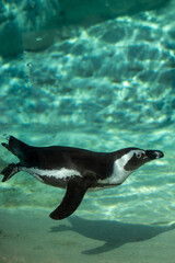 Animals at ZOO (Penguin)