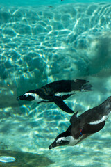Obraz premium Animals at ZOO (Penguin)