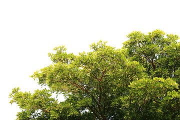 green branches on a white background