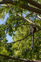 Animals at ZOO (lemur)