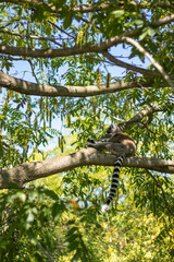 Animals at ZOO (lemur)