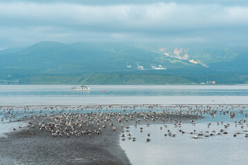 Naklejka premium seagulls on the shallows at low tide against the backdrop of a sea bay with a foggy volcano in the distance, a landscape near the town of Yuzhno-Kurilsk on the island of Kunashir