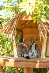 Animals at ZOO (lemur)