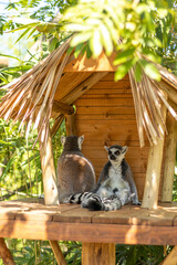 Animals at ZOO (lemur)