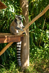 Animals at ZOO (lemur)