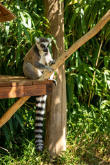 Animals at ZOO (lemur)
