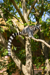 Animals at ZOO (lemur)