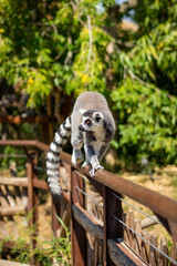 Animals at ZOO (lemur)