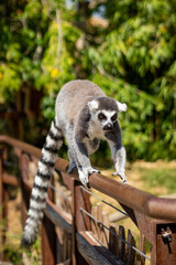 Animals at ZOO (lemur)