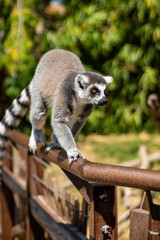 Animals at ZOO (lemur)