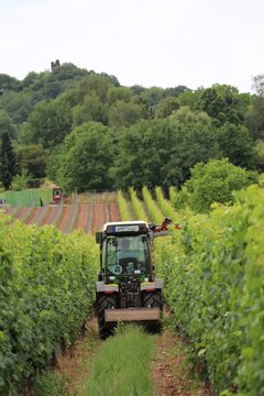 tractor with topping machine pruning the tops of grapevine rows to allow more sunlight to reach the grapes