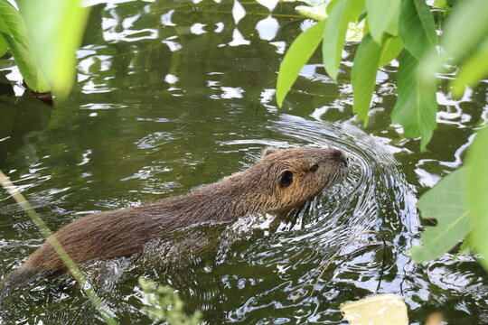 brown nutria or coypu swimming in a river seen through the foliage