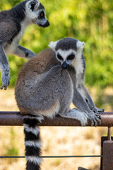 Animals at ZOO (lemur)