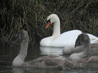 Close-up view of a family of swans on the water